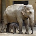 Yashoda und Kind Anjuli  Hamburg/Stellingen : Asiatische Elefanten, Bezirke, Deutschland, Eimsbüttel, Elefanten, Fauna, Hamburg, Stellingen, Tierpark Hagenbeck