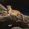 Löwin (Tierpark Hagenbeck)  Hamburg/Stellingen : Bezirke, Deutschland, Eimsbüttel, Fauna, Hamburg, Löwen, Stellingen, Tierpark Hagenbeck