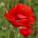 Mohn (Großen Wallgraben)  Hamburg/Neustadt : Bezirke, Deutschland, Hamburg, Hamburg-Mitte, Neustadt, Wallanlagen, Wildblumen