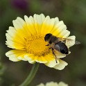 Büten im Großen Wallgraben  Hamburg/Neustadt : Bezirke, Deutschland, Hamburg, Hamburg-Mitte, Neustadt, Wallanlagen, Wildblumen