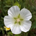 Büten im Großen Wallgraben  Hamburg/Neustadt : Bezirke, Deutschland, Hamburg, Hamburg-Mitte, Neustadt, Wallanlagen, Wildblumen