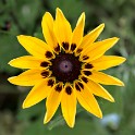 Rauhaarige Rudbeckie (Großen Wallgraben)  Hamburg/Neustadt : Bezirke, Deutschland, Hamburg, Hamburg-Mitte, Neustadt, Wallanlagen, Wildblumen