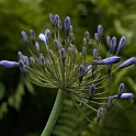 Büten im Großen Wallgraben  Hamburg/Neustadt : Bezirke, Deutschland, Hamburg, Hamburg-Mitte, Neustadt, Wallanlagen, Wildblumen