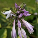 Büten im Großen Wallgraben  Hamburg/Neustadt : Bezirke, Deutschland, Hamburg, Hamburg-Mitte, Neustadt, Wallanlagen, Wildblumen