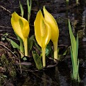 Gelbe Scheincalla (Arboretum)  Ellerhoop : Arboretum Ellerhoop, Deutschland, Ellerhoop, Schleswig-Holstein