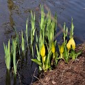 Gelbe Scheincalla (Arboretum)  Ellerhoop : Arboretum Ellerhoop, Deutschland, Ellerhoop, Schleswig-Holstein