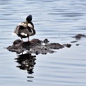 Stockente - Wiedervernässte Torfabbauflächen  Schleswig-Holstein/Himmelmoor : Deutschland, Himmelmoor, Schleswig-Holstein