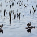 Stockenten - Wiedervernässte Torfabbauflächen  Schleswig-Holstein/Himmelmoor : Deutschland, Himmelmoor, Schleswig-Holstein