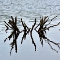 Wiedervernässte Torfabbauflächen  Schleswig-Holstein/Himmelmoor : Deutschland, Himmelmoor, Schleswig-Holstein