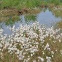 Wollgras - Wiedervernässte Torfabbauflächen  Schleswig-Holstein/Himmelmoor : Deutschland, Himmelmoor, Schleswig-Holstein