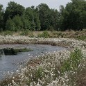 Wollgras - Wiedervernässte Torfabbauflächen  Schleswig-Holstein/Himmelmoor : Deutschland, Himmelmoor, Schleswig-Holstein