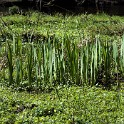 An der Bille  Schleswig-Holstein/Sachsenwald : Deutschland, Sachsenwald, Schleswig-Holstein