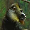 Mandrill Affe  Hamburg/Stellingen (Tierpark Hagenbeck) : Affen, Bezirke, Deutschland, Eimsbüttel, Fauna, Hamburg, Madrill Affen, Madrills, Stellingen, Tierpark Hagenbeck