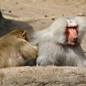 Paviane  Hamburg/Stellingen (Tierpark Hagenbeck) : Affen, Bezirke, Deutschland, Eimsbüttel, Fauna, Hamburg, Paviane, Stellingen, Tierpark Hagenbeck