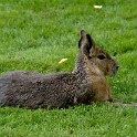 Kaninchen