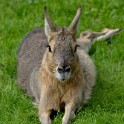 Kaninchen  Hamburg/Stellingen (Tierpark Hagenbeck) : Bezirke, Deutschland, Eimsbüttel, Fauna, Hamburg, Kaninchen, Stellingen, Tierpark Hagenbeck