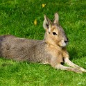 Kaninchen  Hamburg/Stellingen (Tierpark Hagenbeck) : Bezirke, Deutschland, Eimsbüttel, Fauna, Hamburg, Kaninchen, Stellingen, Tierpark Hagenbeck