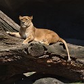 Löwin  Hamburg/Stellingen/Tierpark Hagenbeck : Bezirke, Deutschland, Eimsbüttel, Fauna, Hamburg, Löwen, Stellingen, Tierpark Hagenbeck