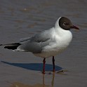 Lachmöwe  Usedom/Heringsdorf : Deutschland, Fauna, Heringsdorf, Lachmöwen, Mecklenburg-Vorpommern, Möwen, Usedom, Vögel