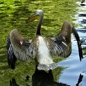 Pelikan (Tierpark Hagenbeck)  Hamburg/Stellingen : Bezirke, Deutschland, Eimsbüttel, Fauna, Hamburg, Pelikane, Stellingen, Tierpark Hagenbeck, Vögel