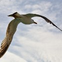 Möwe  Istanbul/Mamarameer : Fauna, Istanbul, Mamarameer, Mittelmeermöwen, Möwen, Türkei, Vögel