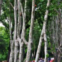 Gülhane-Park (Rosenhaus-Park)  Istanbul/Fatih : Eminönü-alt, Gülhane Park, Istanbul, Parks, Stadtteile, Türkei