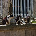 Streunende Katzen (Sogukcesme Gasse)  Istanbul/Eminönü-alt : Eminönü-alt, Istanbul, Sogukcesme Gasse, Stadtteile, Türkei