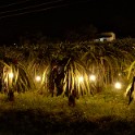 Beleuchtetes Feld der Drachenfrucht  Vietnam : Sonstiges, Vietnam